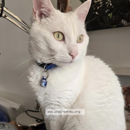 Photo 1/1 Tess Chat perdu à Cergy Le Haut