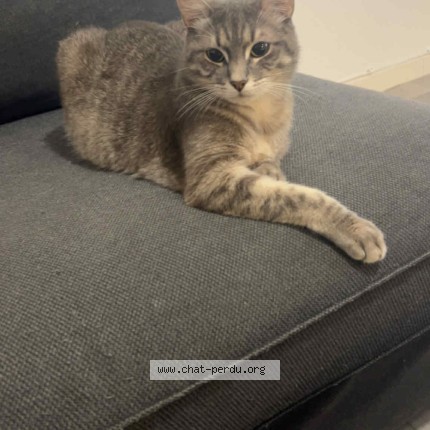 Photo de chat perdu à Nantes