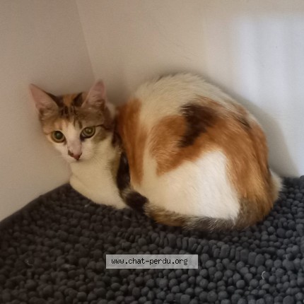 Photo de chat trouvé à Montauban