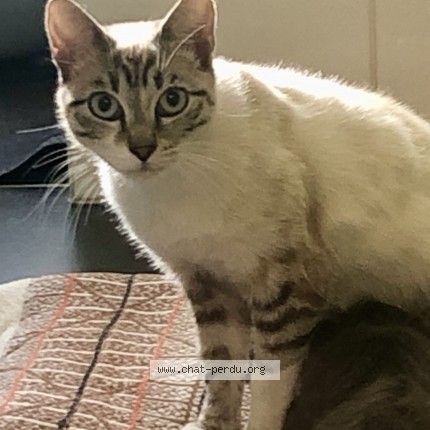Photo 1/1 Chat retrouvé Perdu à Mouvaux