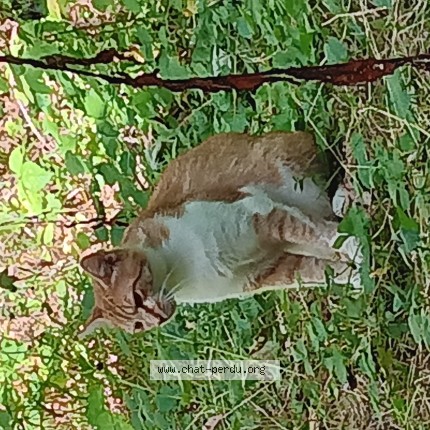 Photo 1/1 Chat trouvé Trouvé à Etang Sur Arroux