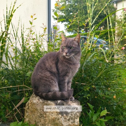 Photo de chat perdu à Prin Deyrancon