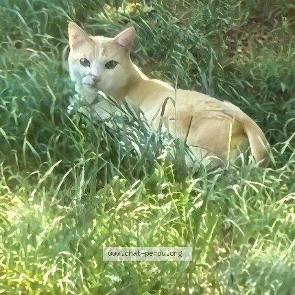 Photo 1/1 Lucky Chat perdu à Toulouse