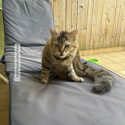 Photo 1/1 Chat retrouvé Perdu à Annay