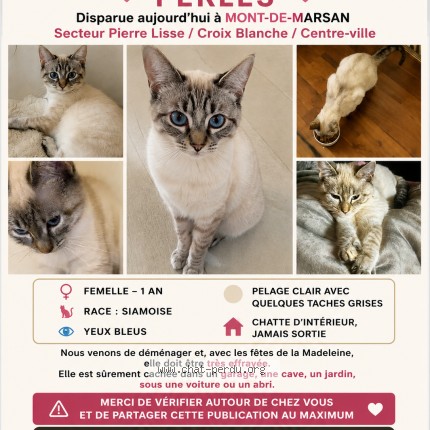 Photo de chat perdu à Mont De Marsan