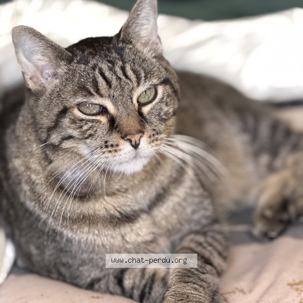 Photo de chat perdu à Lyon