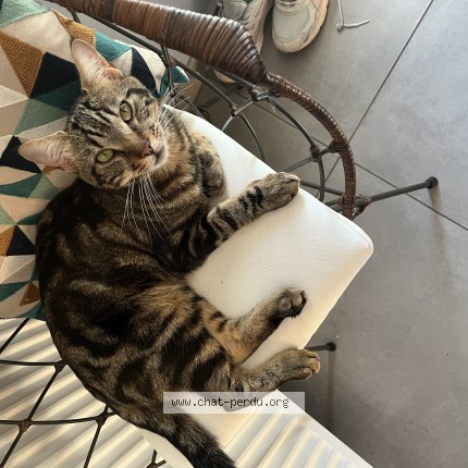Photo de chat perdu à Lyon