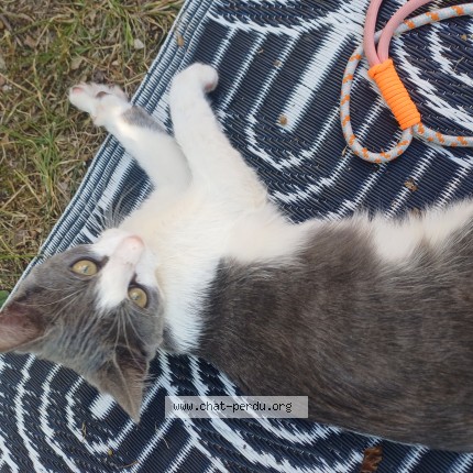 Photo 1/1 Chat trouvé Trouvé à Merignac