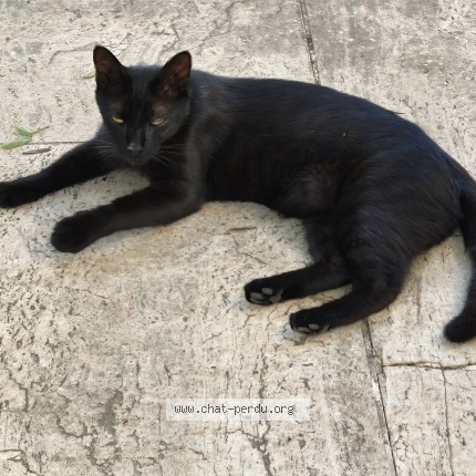 Photo de chat perdu à Onet Le Chateau