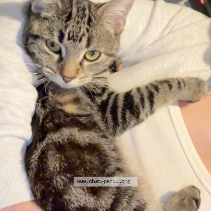 Photo de chat perdu à Reims