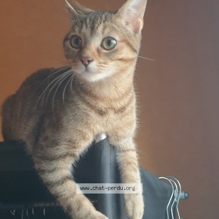 Photo de chat perdu à Saint Cyr Sur Loire