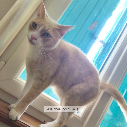 Photo de chat perdu à Saint Vincent De Connezac