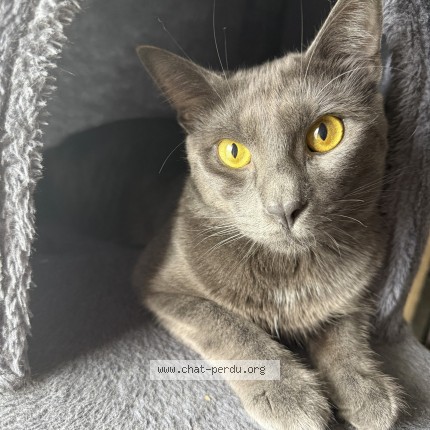 Photo 1/1 Floki Chat perdu à Asnieres Sur Seine
