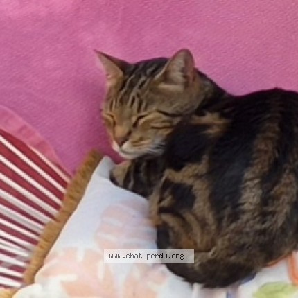 Photo 1/1 Yona Chat perdu à Ballainvilliers