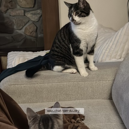 Photo de chat perdu à Gouville Sur Mer