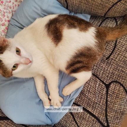 Photo de chat trouvé à Pair Et De Grandrupt