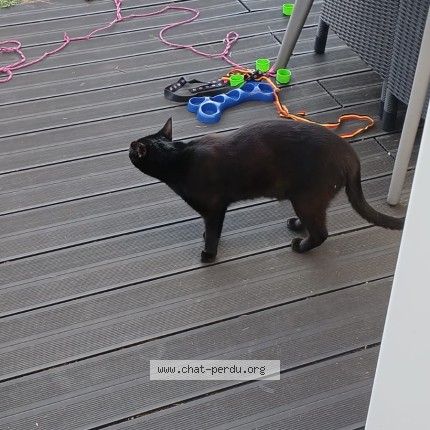 Photo de chat perdu à Brest