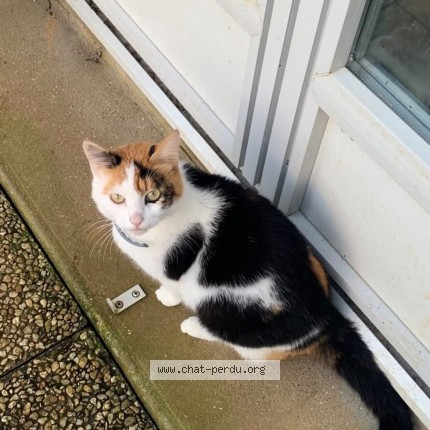 Photo de chat perdu à Rives Du Fougerais