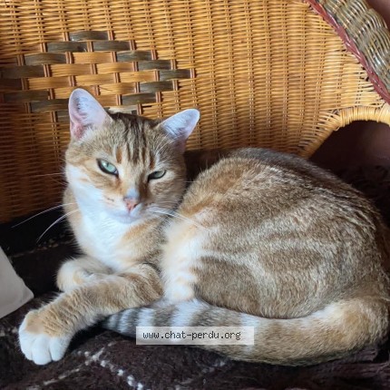 Photo de chat perdu à Vernoy