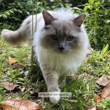Photo de chat perdu à Nantes