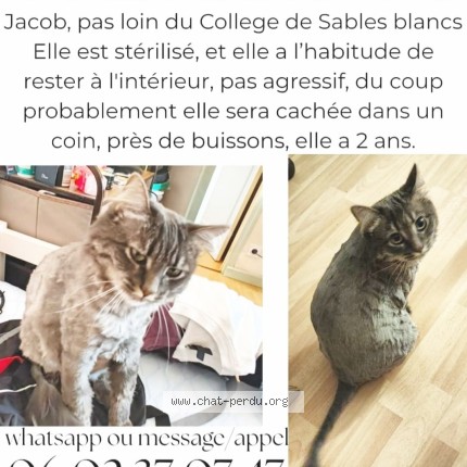 Photo de chat perdu à Concarneau