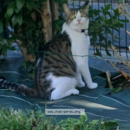 Photo 1/1 Chat retrouvé Perdu à Saint Cast Le Guildo
