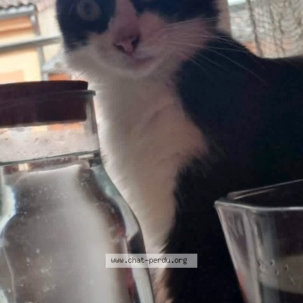 Photo de chat perdu à Montauban