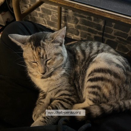 Photo de chat perdu à Dettwiller