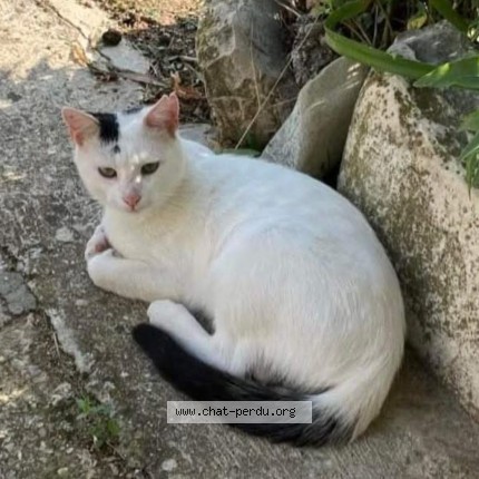 Photo 1/1 Chat retrouvé Perdu à Sauzet