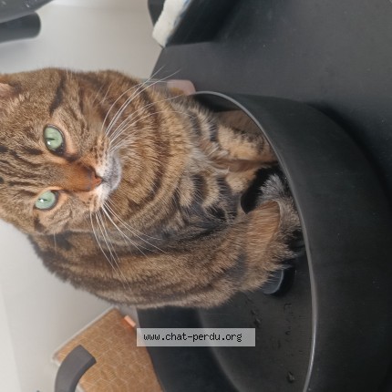 Photo de chat perdu à Giberville