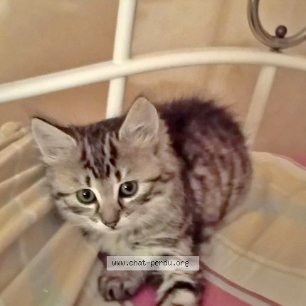 Photo de chat perdu à Fontenay Le Comte