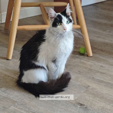 Photo de chat trouvé à Bazas
