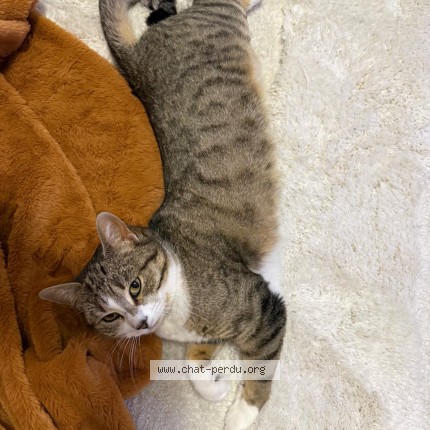 Photo de chat perdu à Clermont Ferrand