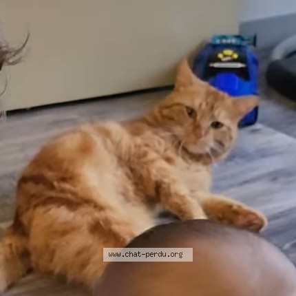 Photo de chat perdu à Bucheres