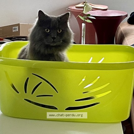 Photo 1/1 georges Chat perdu à Paris