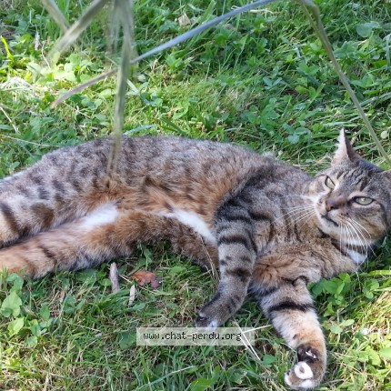 Photo de chat perdu à Montferrand Le Chateau