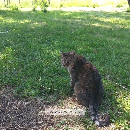 Photo 2/2 Minette Chat perdu à Montferrand Le Chateau