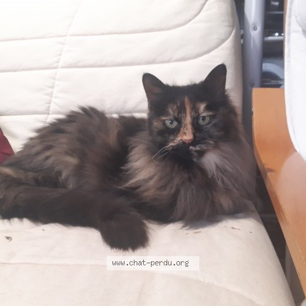 Photo 1/1 Nidcha Chat perdu à Montpellier