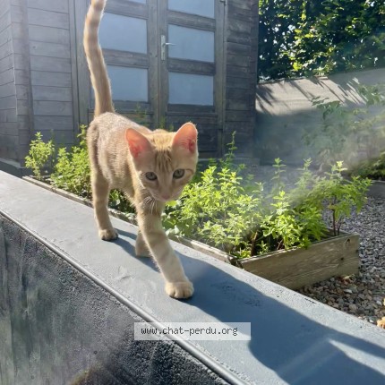 Photo de chat trouvé à Betton