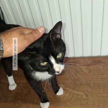 Photo 1/1 Chat trouvé Trouvé à Wammel