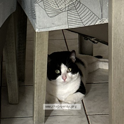 Photo 1/1 Bebibou Chat perdu à Estevelles