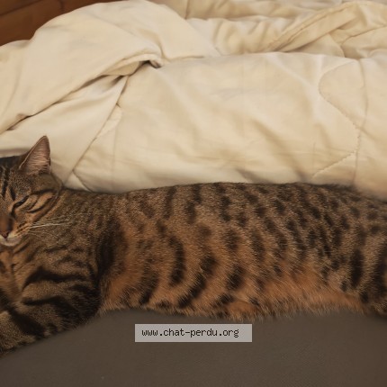 Photo de chat perdu à Bolbec
