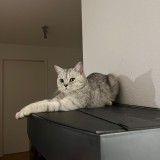 Lumi