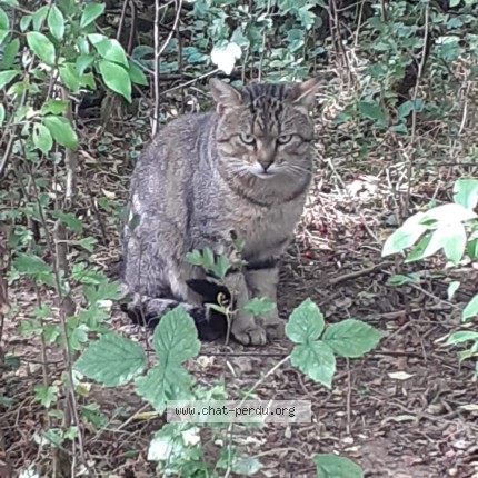 Photo 1/1 TIKI Chat perdu à Rambervillers