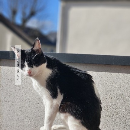 Photo 1/1 Chat retrouvé Perdu à Longjumeau