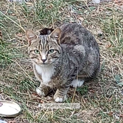 Photo 1/1 Chat trouvé Trouvé à La Beaume