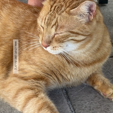 Photo de chat perdu à Coubert