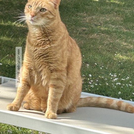 Photo 3/3 Piku Chat perdu à Coubert