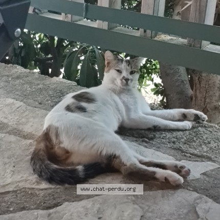 Photo 1/3 Chat trouvé Trouvé à Saint Raphael