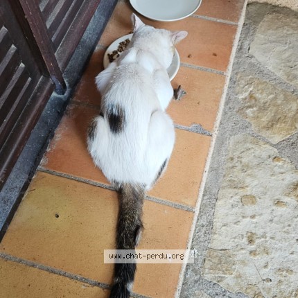 Photo 3/3 Chat trouvé Trouvé à Saint Raphael